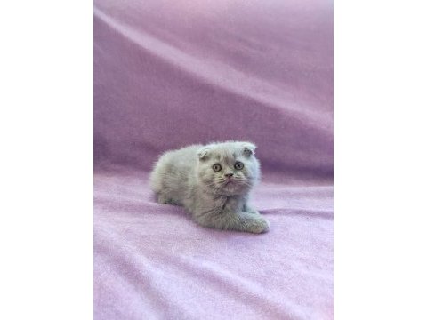 Scottish fold yavrularımız