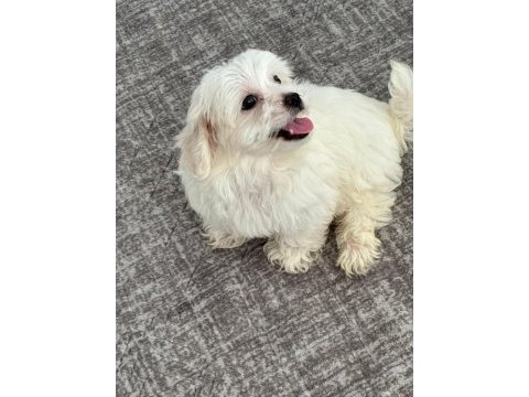 Ücretsiz sahiplendirme köpeğimiz için ulaşın
