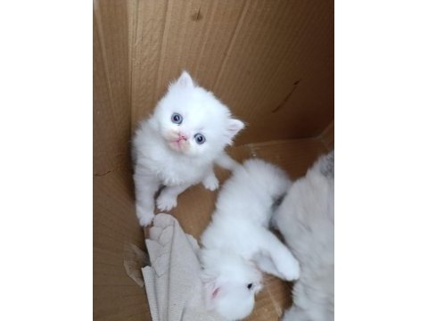 British shorthair pamuklarım