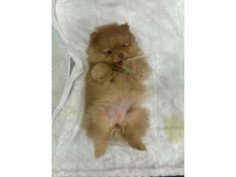 Pomeranian yavrular yılbaşı öncesi