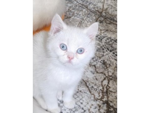 Kar beyaz mavi göz british shorthair erkek yavrularımız