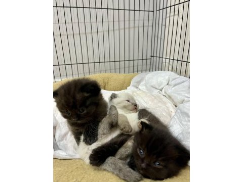 Bluepoint scottish fold ve straight bebekler rezerveye açık