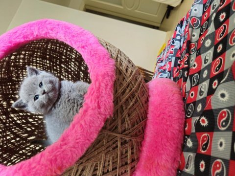 2 aylık scottish fold yavrular