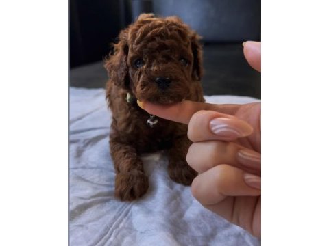 Teslime hazır kore red brown poodle yavru