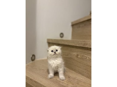 Scottısh fold longhaır yavrularım 