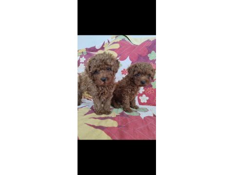 Sağlık ve kilo garantili kore poodle yavrularımız