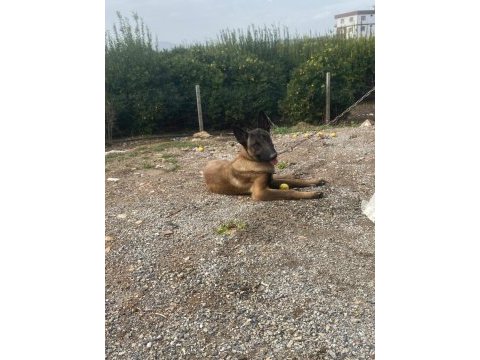 Üst düzey orijinal belçika malinois erkek