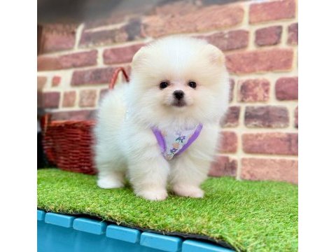 Teddy pomeranian boo ayı surat
