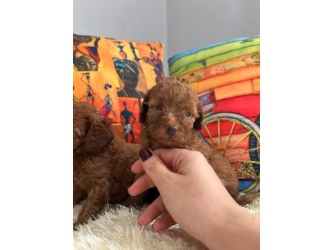 Her eve poodle