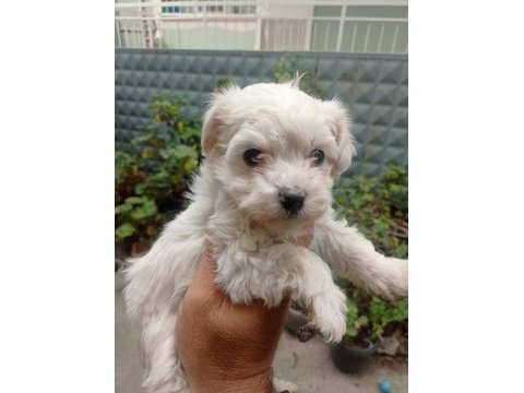 İzmir den orijinal terrier maltese yavrular