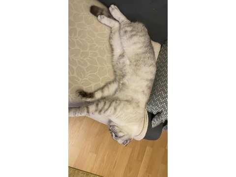 Scottish fold oğlum salebi sahiplendiriyorum
