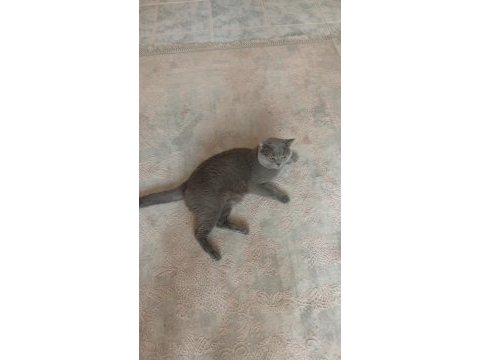 Adı tommy erkek kedimiz 2 yaşında konuşabilir adını biliyor