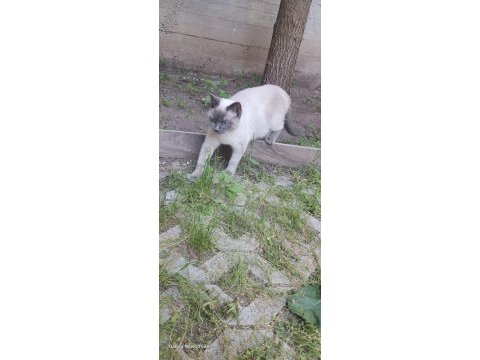 Bir yaşındaki kedimiz sisimiz