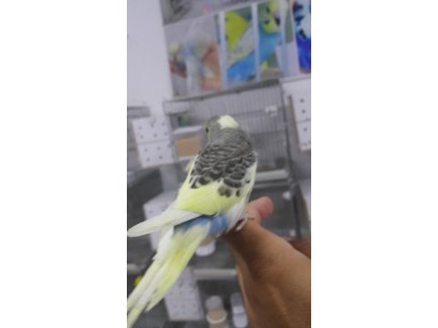 Alıştırmalık konuşturmalık muhabbetler hepsi güzel