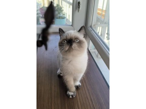 Exotic shorthair yavrular