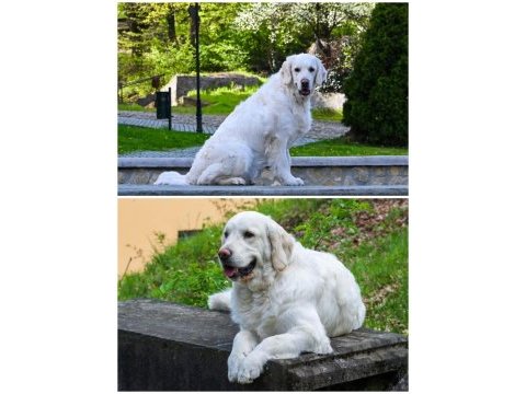 Safkan golden retriever bebekler