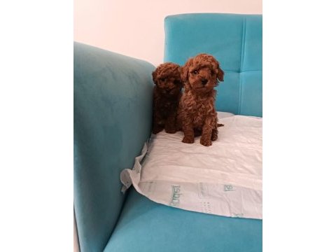 Poodle yeni yuvalarını arıyorlar