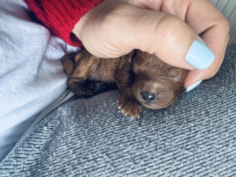 Red toy poodle