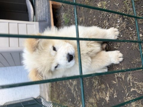 3 aylık çin aslanı yavrusu