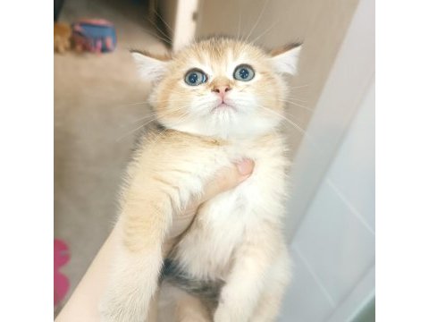 British golden erkek