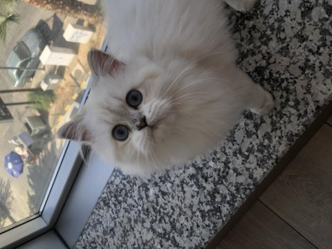 British longhair kedimizi sahiplendirme