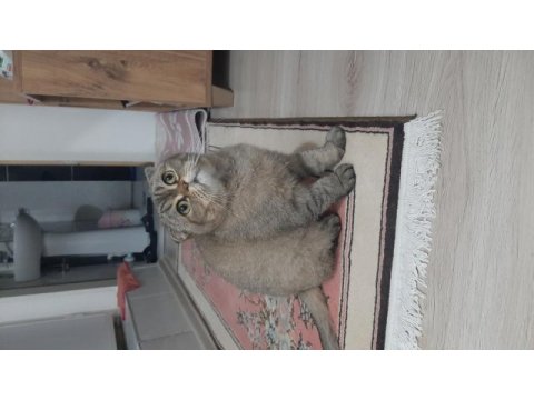 Scottish fold 4 yaşında