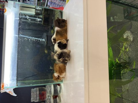 Ginepig yavruları