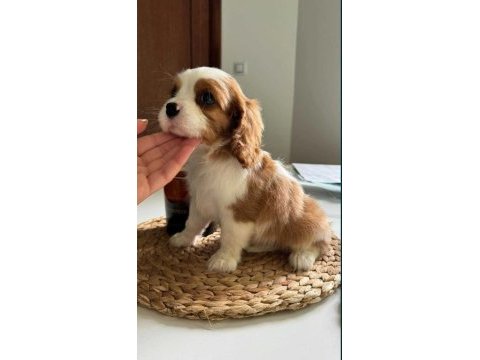 En özel cavalier king charles yavrular