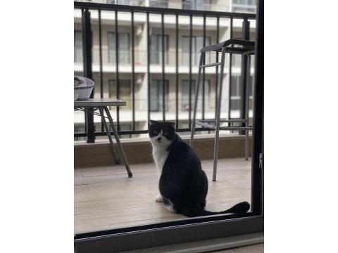 Scottish fold smokin