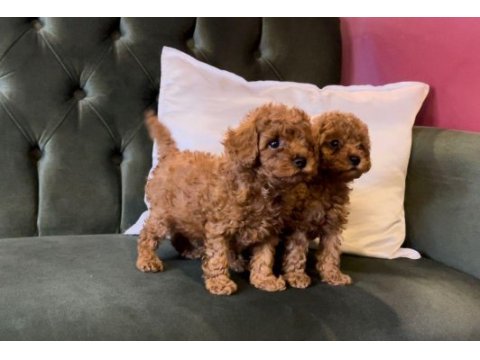 Pets world kentpark garantisi ile toy poodle yavrularımız