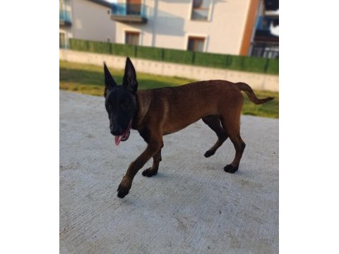 4.5 aylık saf kan malinois dişi yavrum