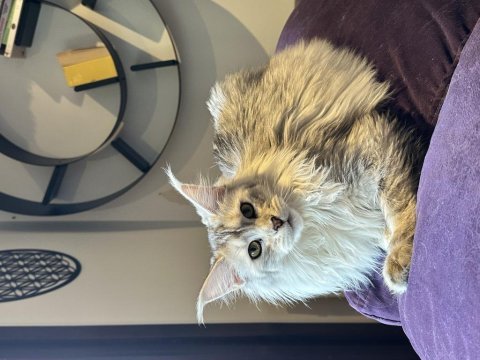 Safkan maine coon