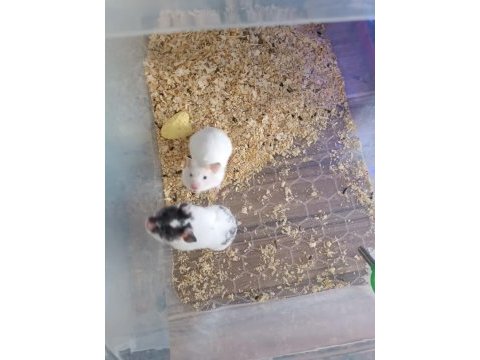 Ele alışık yavru verecek yaşa gelmiş 3 aylık hamsterler