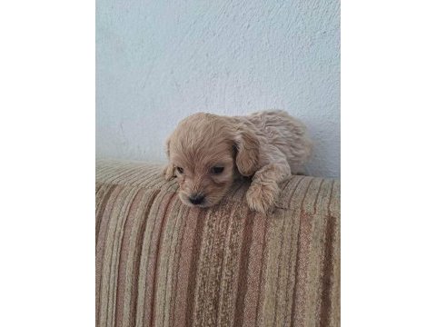Cockapoo 2 aylık yavrular yeni yuvalarını arıyor