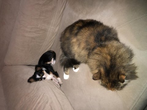 Ultra mini boy tri color şivava kız