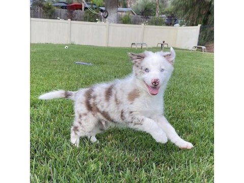Türkiyenin güvenilir çiftliği kapıda ödemeli köpeğimiz