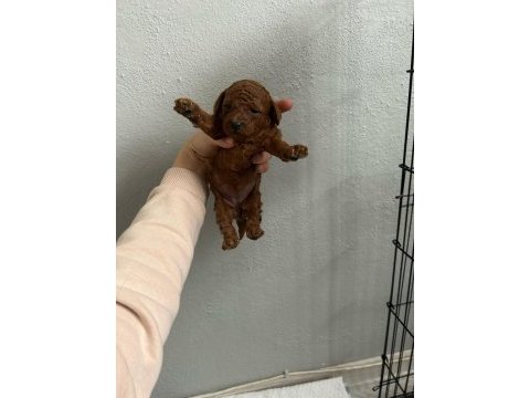 Son 1 adet dişi poodle yavrumuz