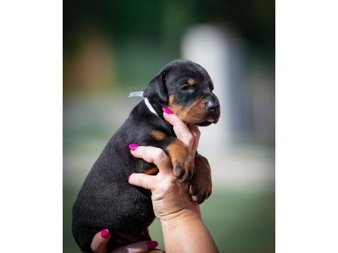 En iyisi doberman yavrular