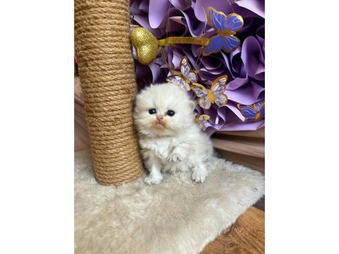 British longhair lorin