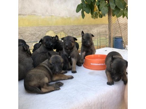Belçika malinois yavruları aşil ve zeyna eşlemesinden