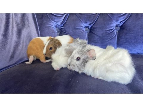 Sevimli ginepig yavrularımız