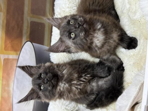 Black smoke maine coon