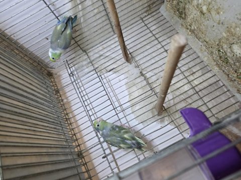 Pied forpus çeşitleri