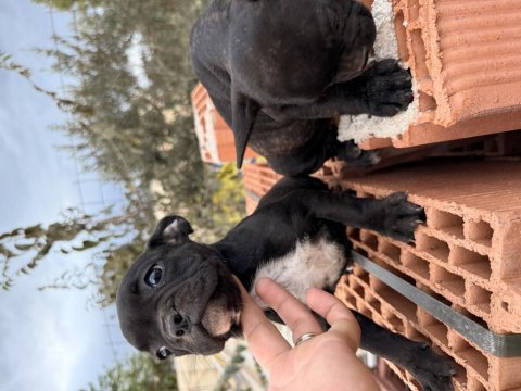 2 adet french bulldog bilgi almadan geçmeyin