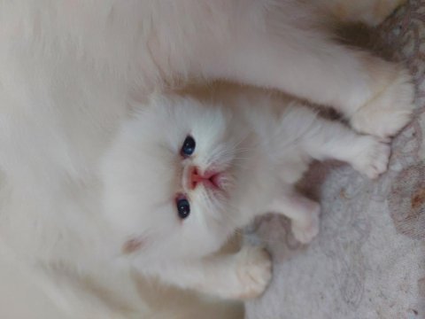 Biblo gibi güzellikte olan baby face iran yavrularım