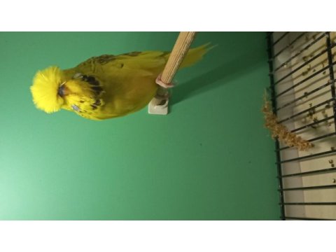 Show jumbo muhabbet kuşları
