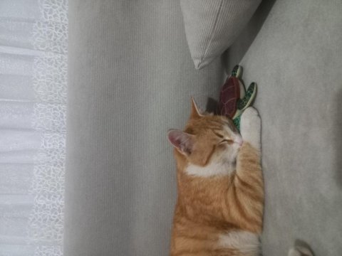 Kedimi ücretsiz sahiplendiriyorum