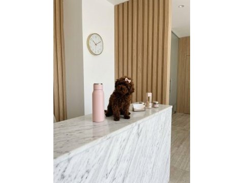 Teacup kore hatlı dişi poodle pasaportlu ve çipli