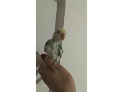 Sevda papağanı 2 aylık