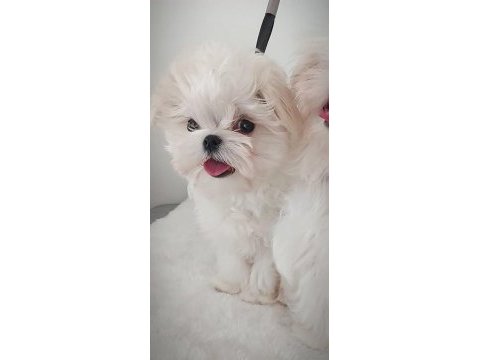 Kore maltese bebekler şecere belgeli